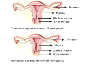 Расстояние от влагалища до матки