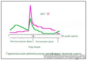 Лг повышен в фолликулярной фазе