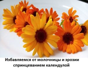 Календула при молочнице