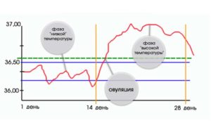 Ректальная температура при овуляции