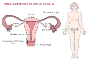 Матка где расположена