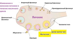 Много фолликулов в яичниках что это значит