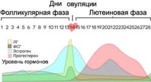 Что значит лютеиновая фаза