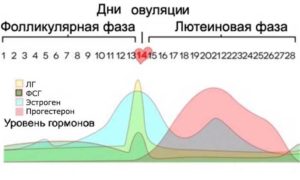 Лг повышен в фолликулярной фазе