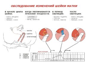 Шейка матки перед месячными на ощупь