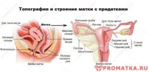 Анатомическое строение матки