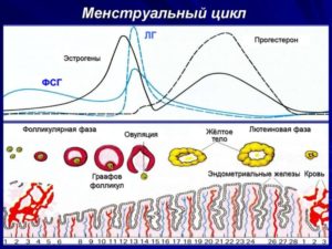 Почему увеличивается цикл месячных