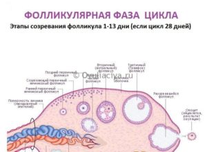 Фолликулярная фаза цикла что это