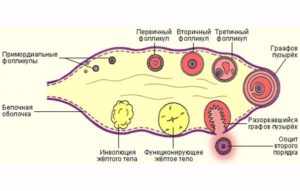 Антральные фолликулы в яичниках что это такое