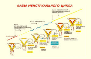 Какая матка перед месячными на ощупь