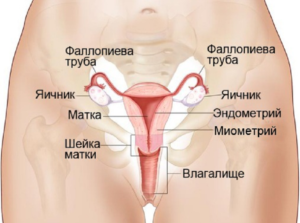 Где находится матка у женщины