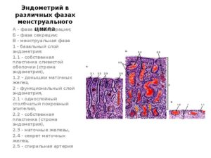 Эндометрий пролиферативного типа что это такое