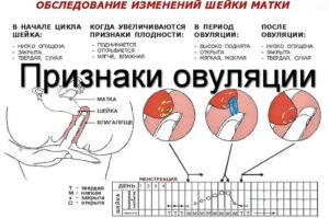 Овуляция у мужчин