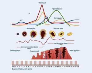 Что такое фолликулярная фаза у женщин