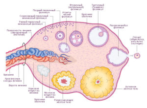 Антральные фолликулы в яичниках что это такое
