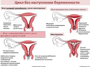 Возможно ли забеременеть во время месячных