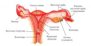 Анатомическое строение матки