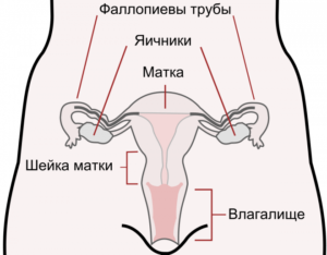 Расстояние от влагалища до матки