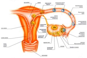 Где находится яйцеклетка у женщин