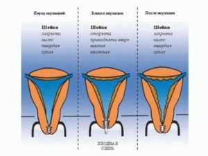 Шейка матки перед месячными на ощупь