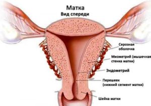 Что такое миометрий матки