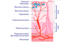 Строение эндометрия