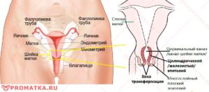 Расположение шейки матки