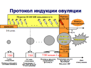 Индукция овуляции что это