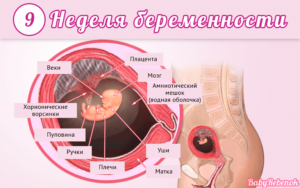 9 недель беременности