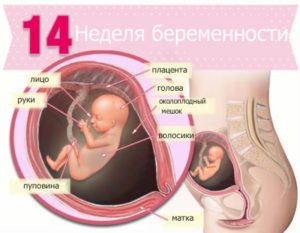 14 неделя беременности: развитие плода, ощущения в животе