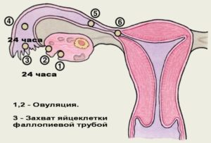 Причины колющей боли в матке