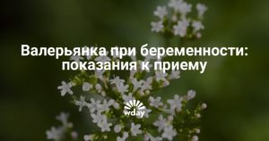 Можно ли валерьянку при беременности