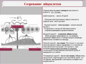 Как созревает яйцеклетка у женщины