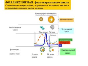 Что такое фолликулярная фаза