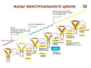 Почему болит матка в середине цикла