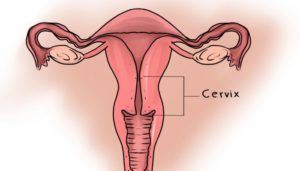 Расположение шейки матки