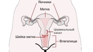 Что означает сомкнутый цервикальный канал