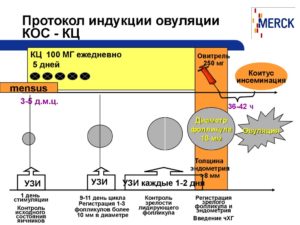 Индукция овуляции что это