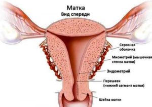 Причины тонкого эндометрия матки