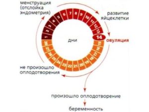 Возможно ли забеременеть во время месячных