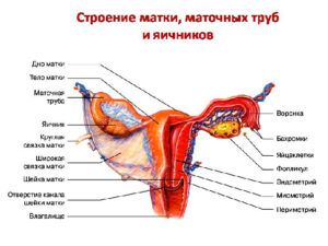 Анатомическое строение матки