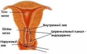 Что означает сомкнутый цервикальный канал