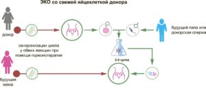 Донор яйцеклеток как это происходит