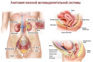 Матка давит на мочевой пузырь