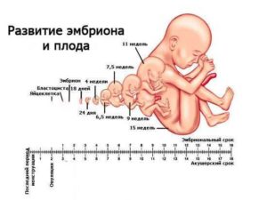 Как рассчитать срок беременности при ЭКО