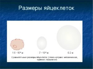 Размер яйцеклетки женщины