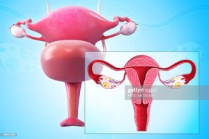 Женские гинекологические заболевания матки