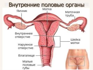 Строение матки женщины