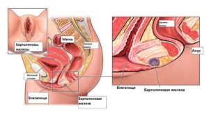 Бартолиновые железы у женщин