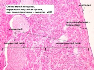 Гистология матки